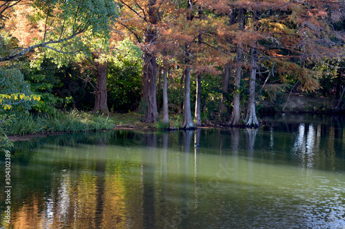 紅葉したラクウショウが池に映り込んでいる風景