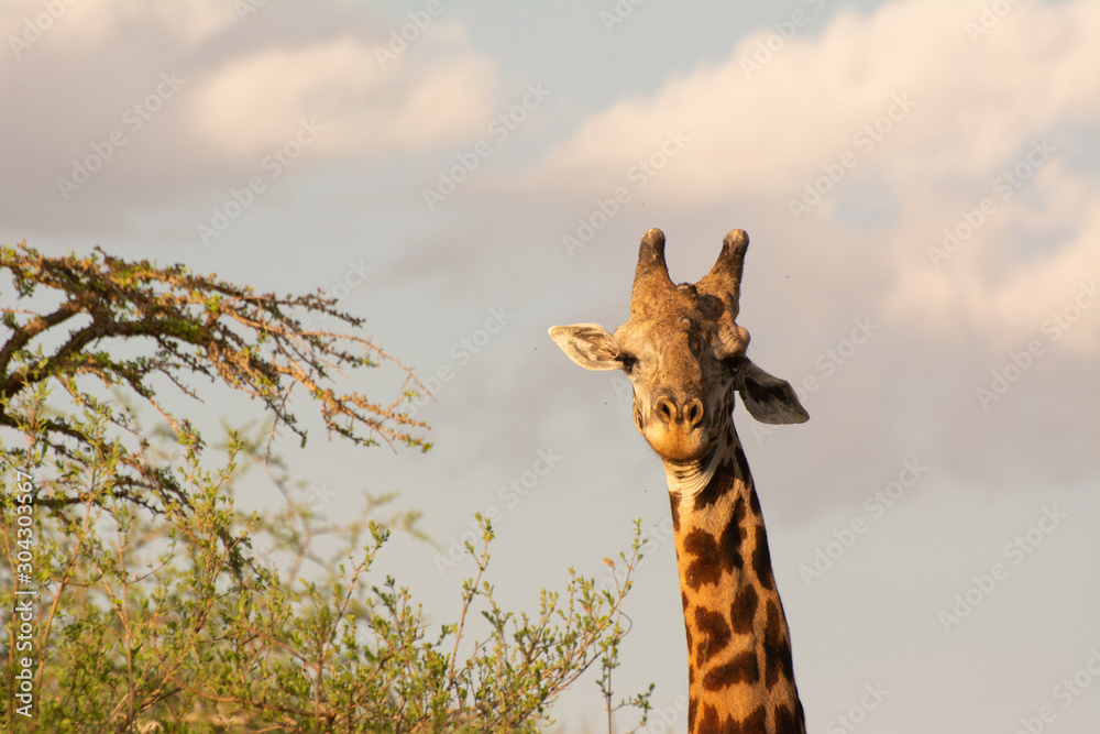 Obraz premium giraffe and acacia tree portrait in tsavo kenya