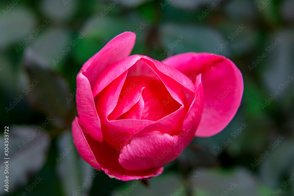 Pink Hybrid Tea Rose Blooming Macro Washington Pink Hybrid Tea Rose Blooming Macro Washington