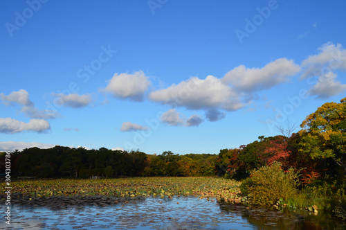 紅葉した木々に囲まれたハス池の上に、冬の雲が浮かぶ青空が広がっている風景