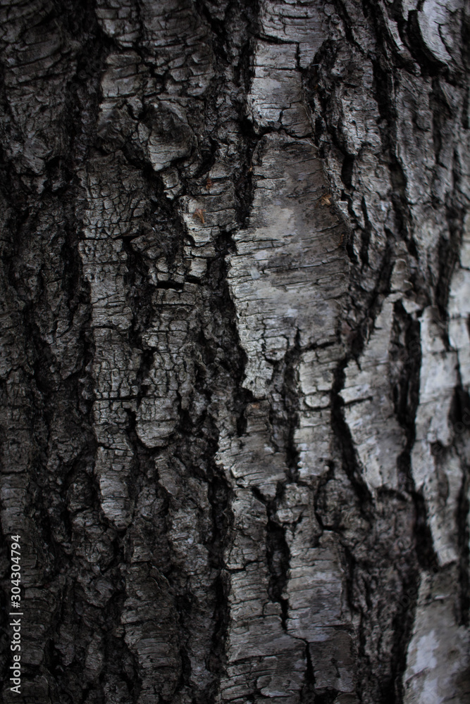 wood birch texture birch bark in macro for screensaver or background black and white birch bark tree bark birch wood birch texture birch bark in macro for screensaver or background black and white birch bark tree bark birch