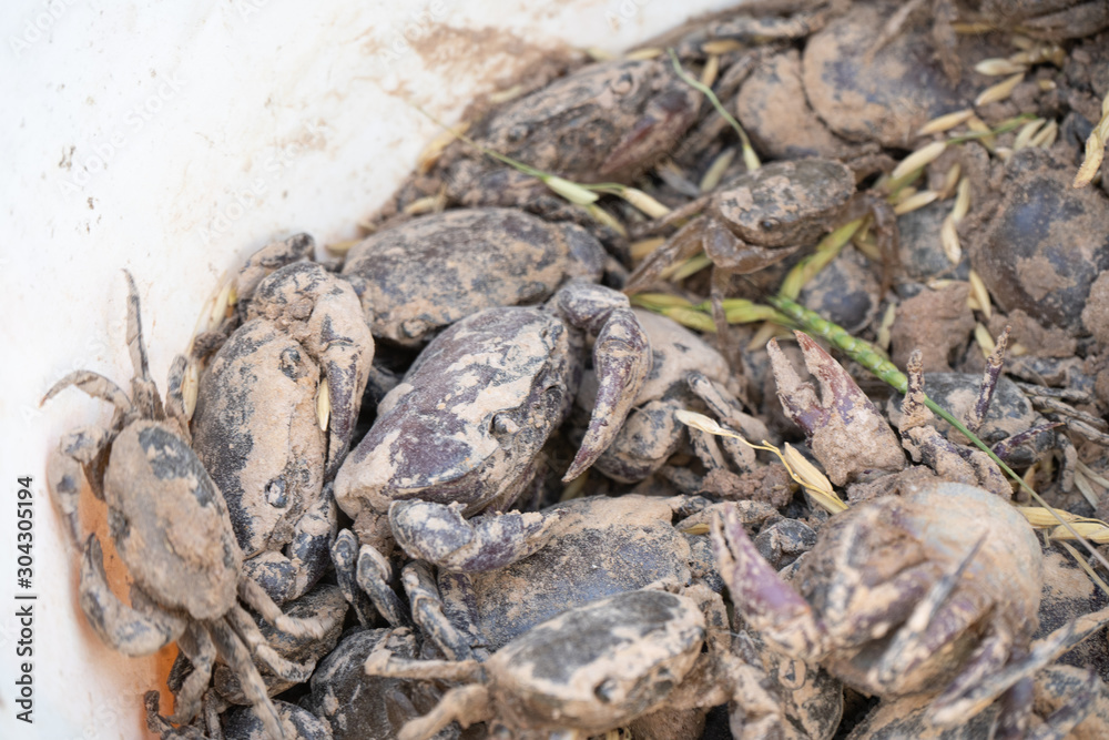 rice field crabs after harvest in Surin thailand