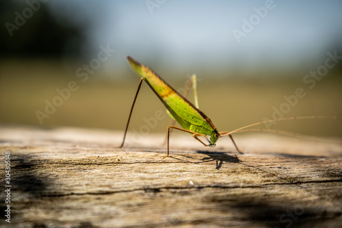 CONEHEAD GRASSHOPPER in the field after harvest in Surin thailand