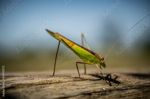 CONEHEAD GRASSHOPPER in the field after harvest in Surin thailand