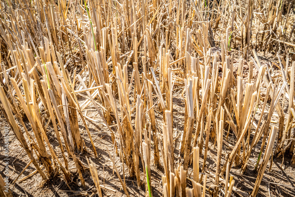 rice field after harvest in Surin thailand rice field after harvest in Surin thailand