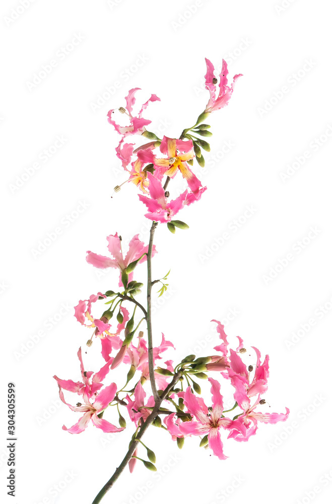 silk floss tree flower isolated on white background silk floss tree flower isolated on white background