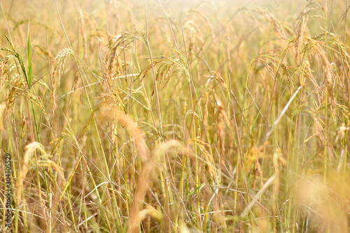 Ear of rice in the field