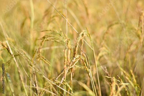 Ear of rice in the field