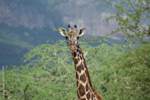 giraffe with cliffs in the background near tsavo kenya