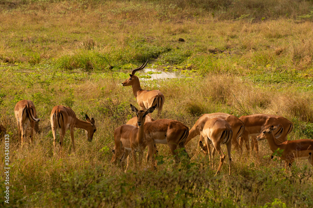 Fototapeta premium impala with a herd of females