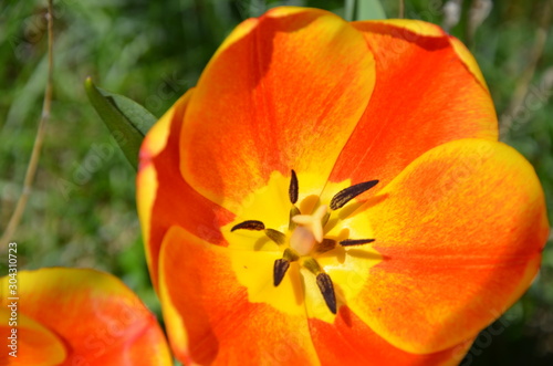 closeup of orange tulip