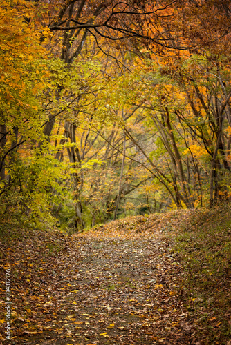 秋の木々、森の中のハイキングトレイル © blew_f