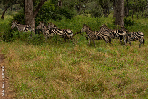 herd of zebra in the grass in zambia rainy season