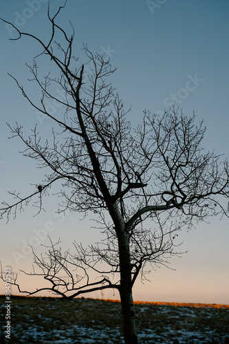 Withered Tree