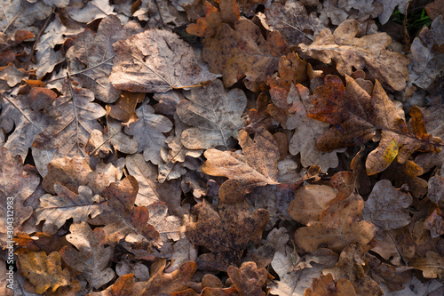 Withered leaves of oak with morning dew on itself.