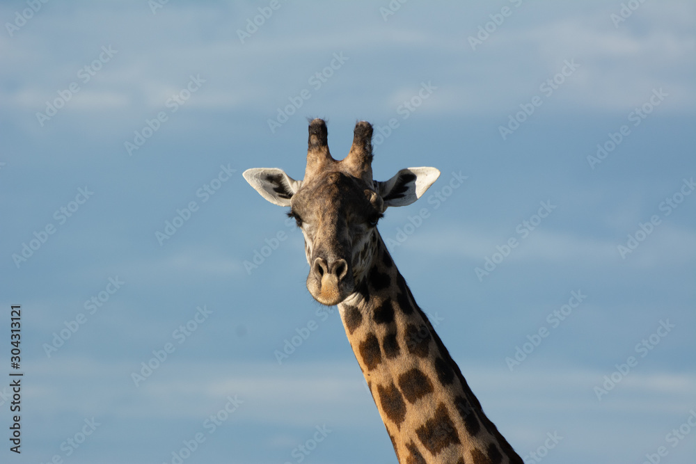 giraffe portrait from zambia