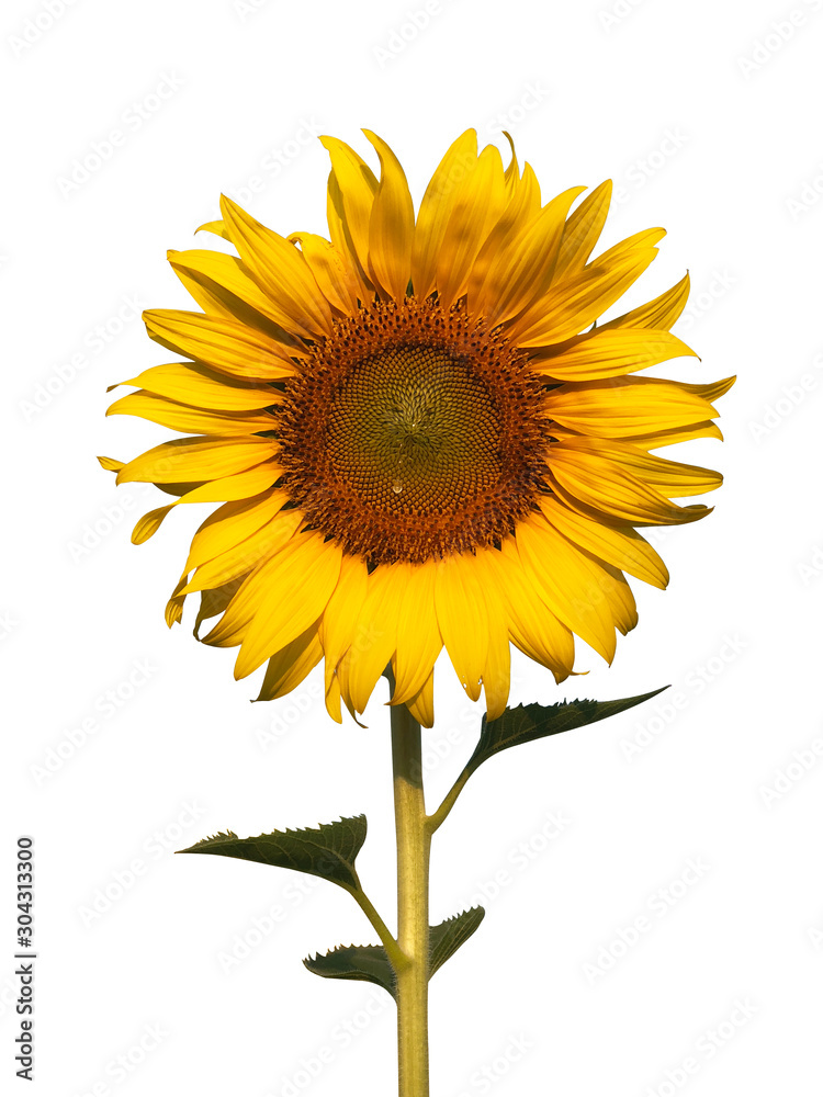 Fototapeta premium Big sunflower on white background
