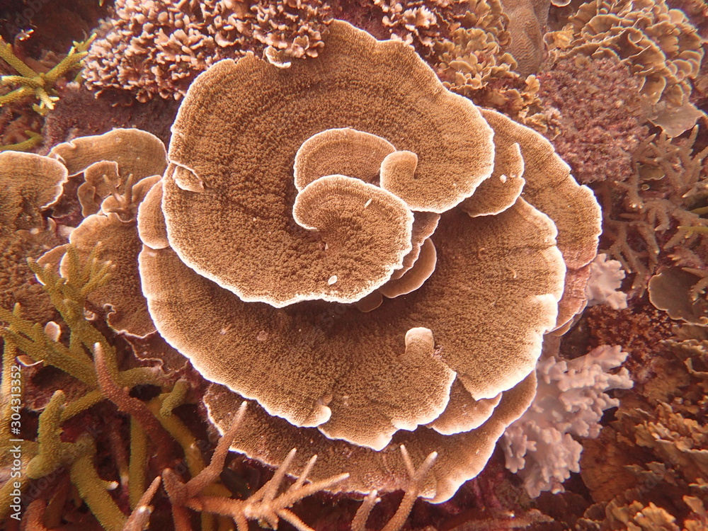 coral found at coral reef area at Tioman island, Malaysia coral found at coral reef area at Tioman island, Malaysia