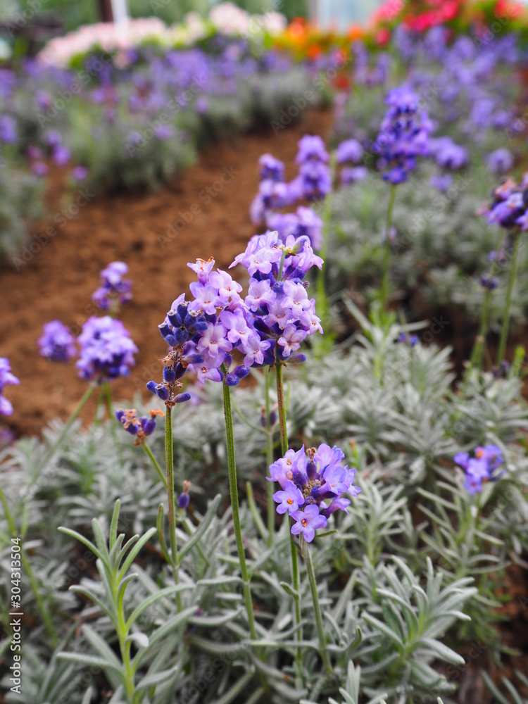 Obraz premium 北海道のラベンダー