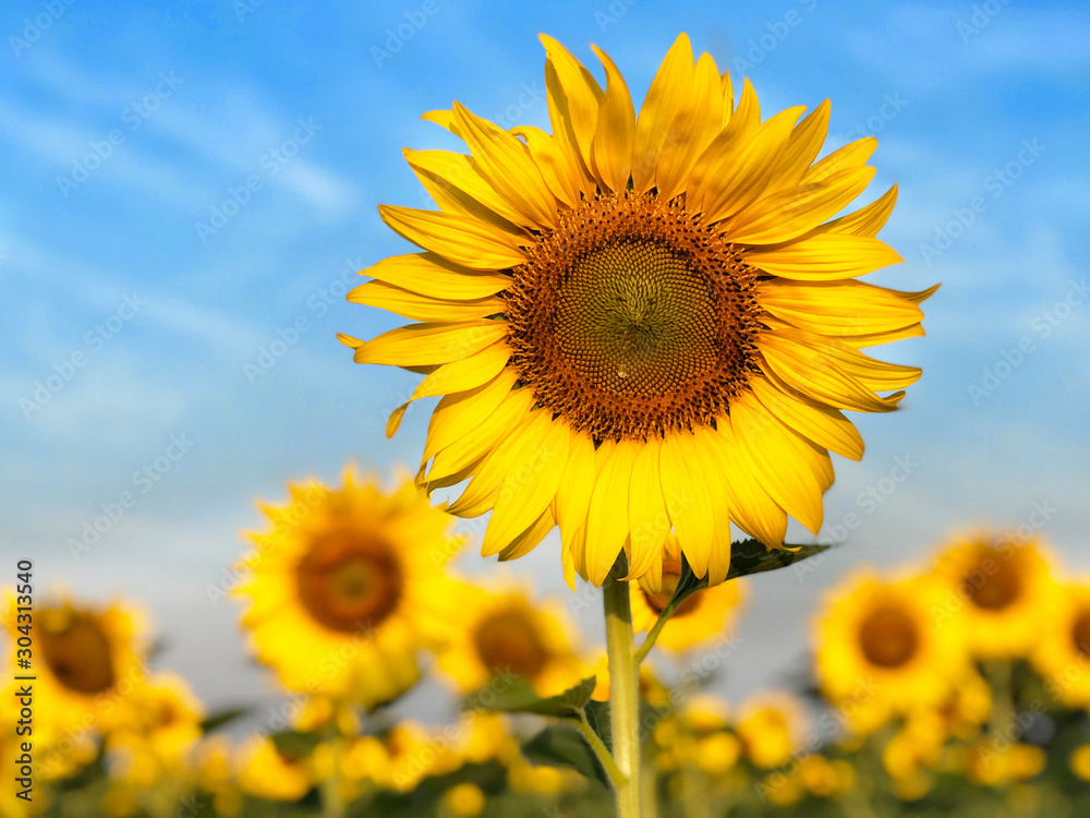 Big sunflower in the field and blue sky in sunrise