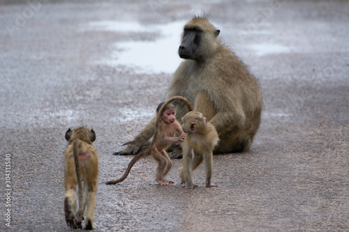 baboon and young sitting on a wet road in zambia