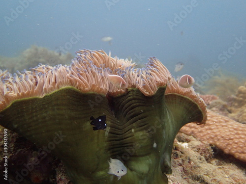 coral reef found at coral reef area at Tioman island, Malaysia