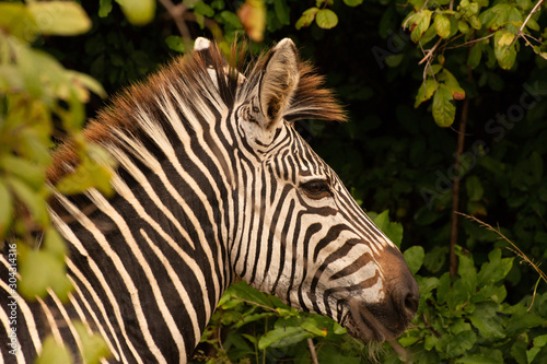 wild zebra portrait in zambia