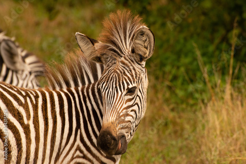 wild zebra portrait in zambia