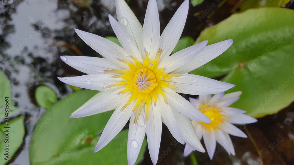 white flower in pond white flower in pond