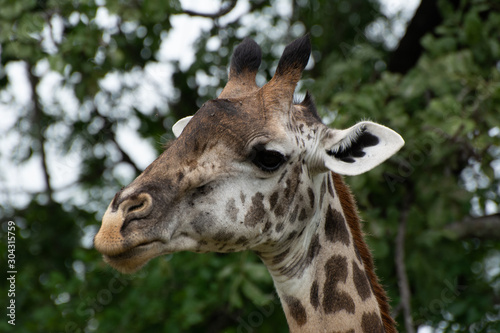 close up giraffe chewing in south luangwa zambia © Wandering Bear
