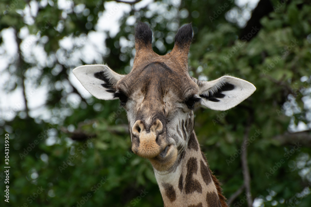close up giraffe chewing in south luangwa zambia close up giraffe chewing in south luangwa zambia