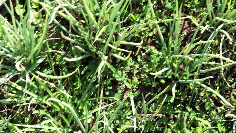 Spring onions, green onions, onion cultivation onion field. agriculture background Spring onions, green onions, onion cultivation onion field. agriculture background