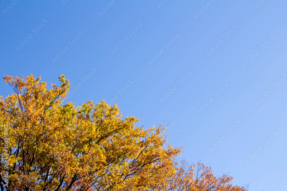 紅葉した木々と青く澄んだ空