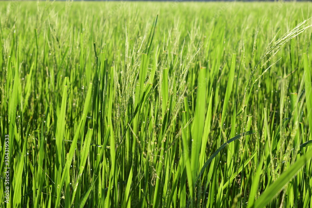 Rice in a wide field