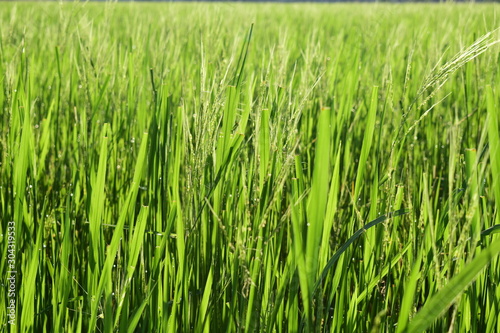 Rice in a wide field © Oilprakorn