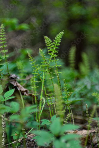 plants in the forest close up with blurred background