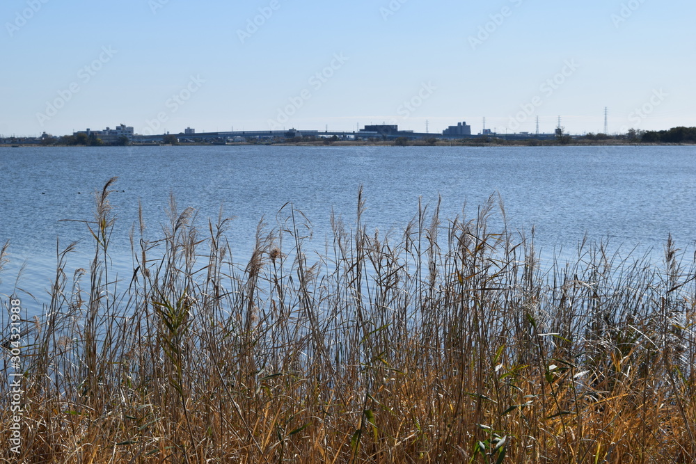 牛久沼(うしくぬま)/ 茨城県の牛久沼は小規模な漁業のほか、その水は主に農業用水として活用されています。また、週末などは多くの釣り人たちで賑わっています。沼に近い牛久市と同じ名前ですが、全域が龍ケ崎市の区域内です。 牛久沼(うしくぬま)/ 茨城県の牛久沼は小規模な漁業のほか、その水は主に農業用水として活用されています。また、週末などは多くの釣り人たちで賑わっています。沼に近い牛久市と同じ名前ですが、全域が龍ケ崎市の区域内です。
