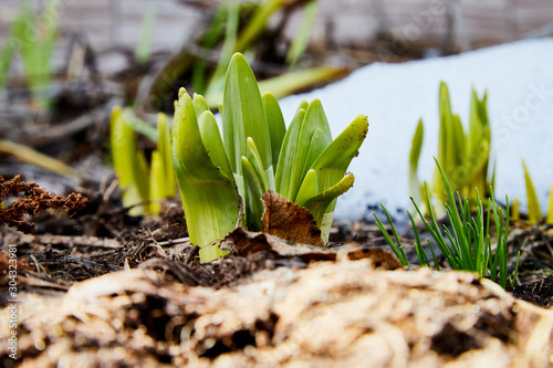Sprouts of green grass on brown ground and snow in early spring