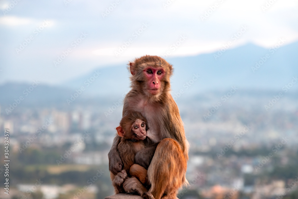 Naklejka premium Mother monkey breastfeeding baby monkey at Swayambhunath Stupa in Kathmandu, Nepal