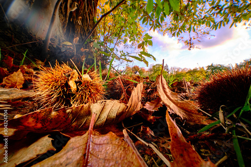 Close up of a chestnut fruit in front of a blurred background with colorful bokeh photo