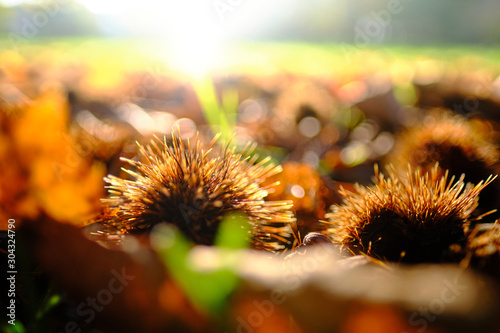 Close up of a chestnut fruit in front of a blurred background with colorful bokeh photo