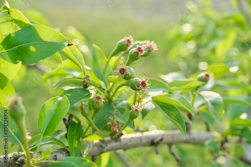Pear fruit on the tree, spring season beginning of summer in the garden