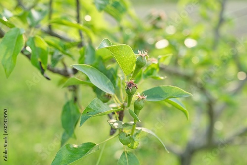 Pear fruit on the tree, spring season beginning of summer in the garden