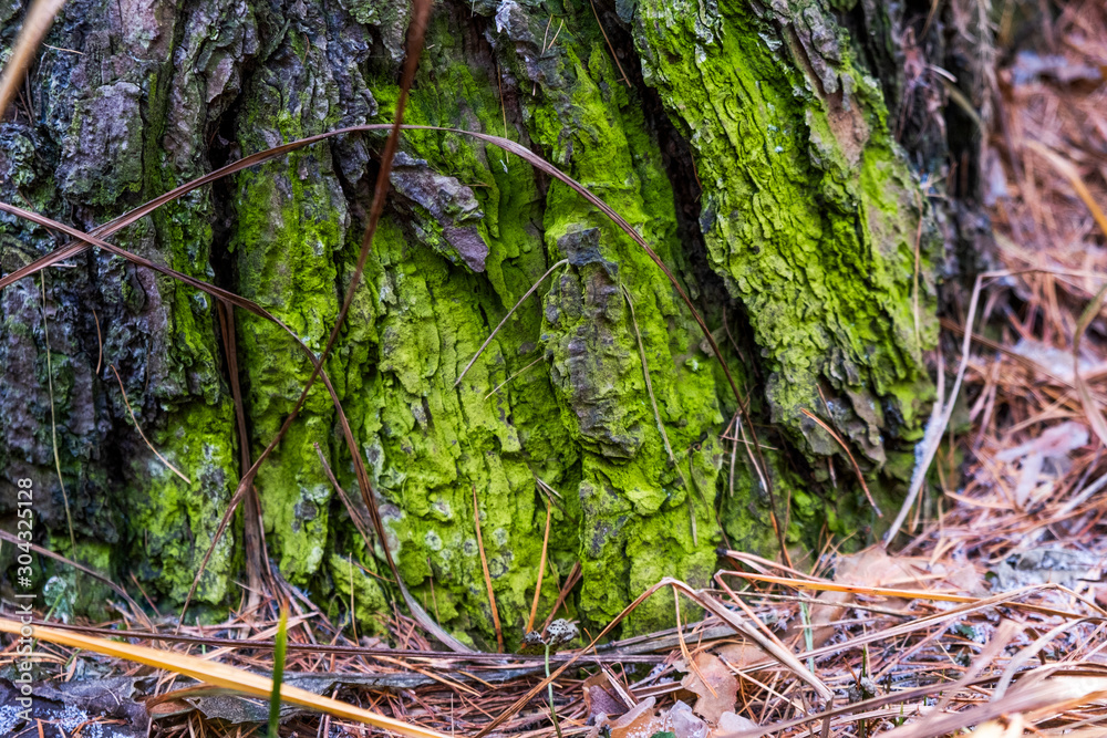 The lower part of the old tree. Real moss natural rich green color. A magical color. The lower part of the old tree. Real moss natural rich green color. A magical color.