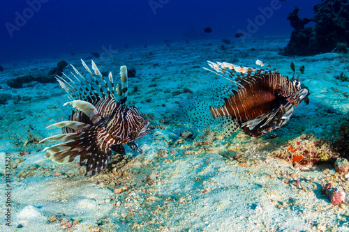 Common Lionfish on a tropical coral reef  Similan Islands 