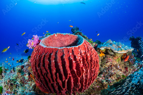 Fototapeta Naklejka Na Ścianę i Meble -  Large Barrel Sponge on a tropical coral reef in the Similan Islands