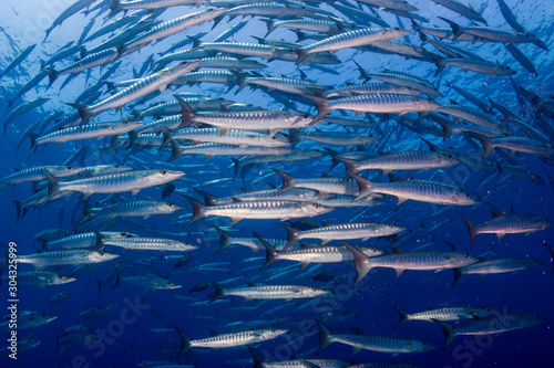 Barracuda in a blue, tropical ocean photo