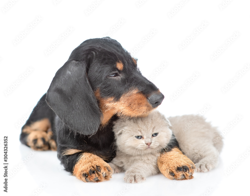 Obraz premium Dark dachshund puppy hugs tiny gray kitten and looks away. Isolated on white background