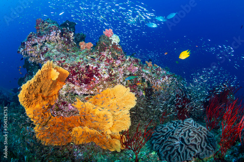 A beautiful  colorful tropical coral reef in Thailand s Similan Islands