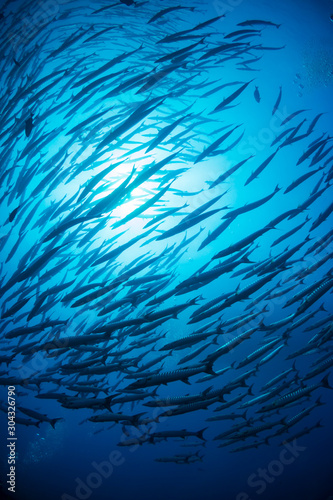 School of Chevron Barracuda in the ocean (Similan Islands) © whitcomberd